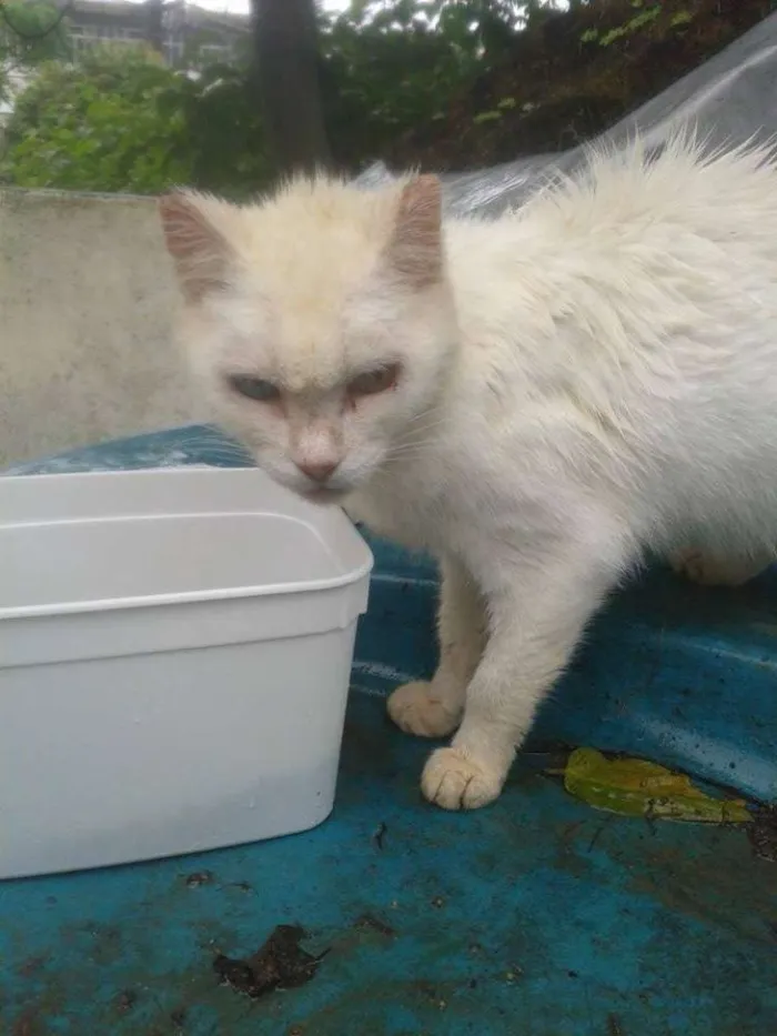 Gato ra a  idade  nome Casa dos horrores -