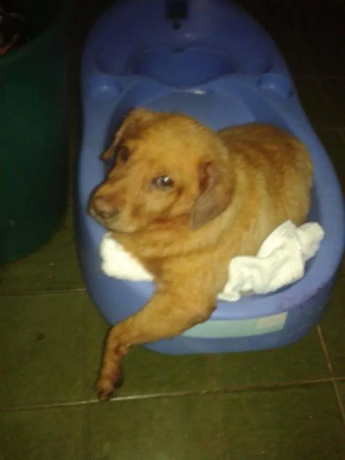 Cachorro ra a  idade  nome Casa dos horrores -