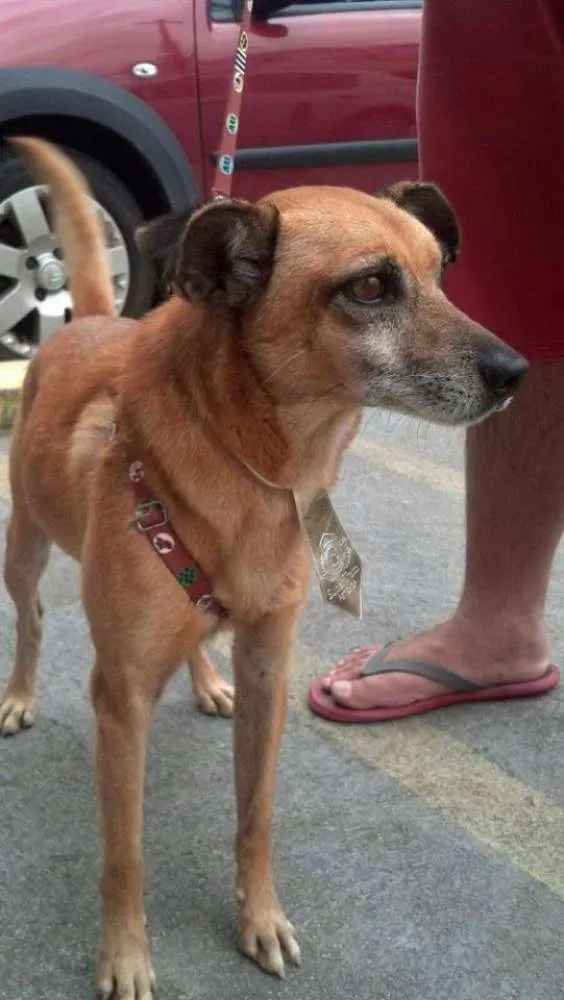 Cachorro ra a  idade  nome Casa dos horrores -
