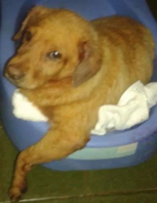 Cachorro ra a  idade  nome Casa dos horrores -