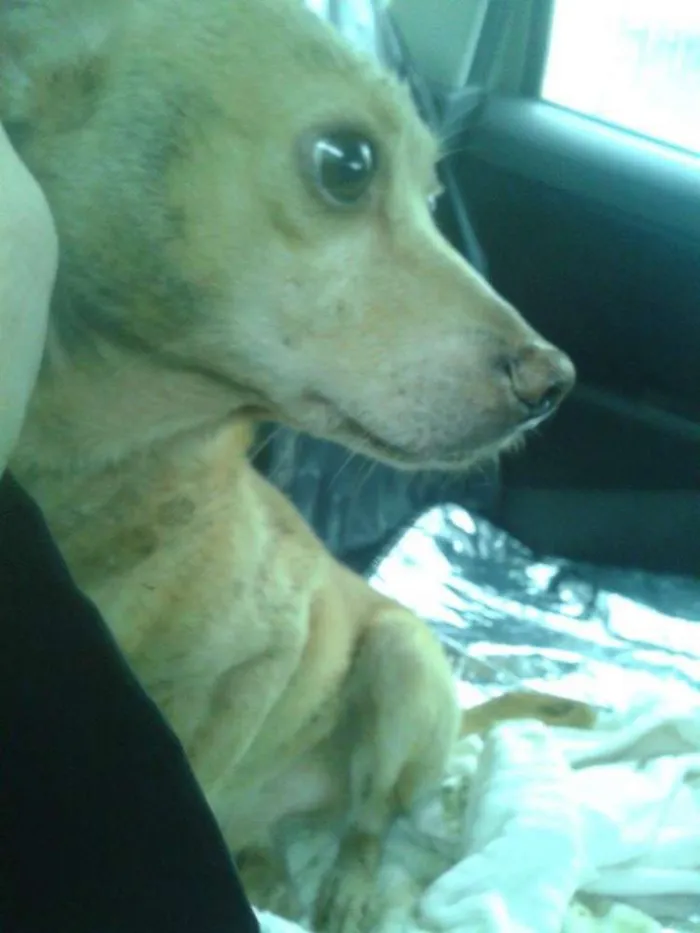 Cachorro ra a  idade  nome Casa dos horrores -
