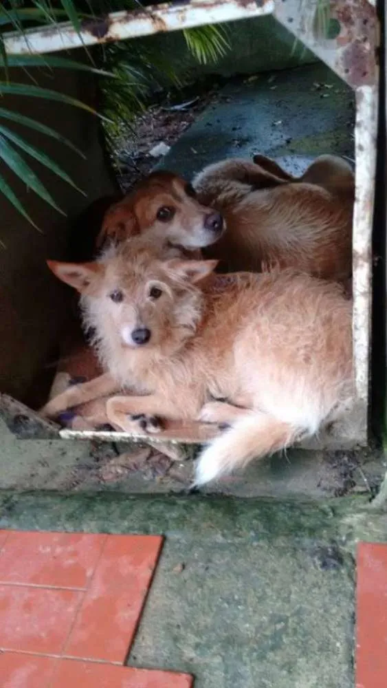 Cachorro ra a  idade  nome Casa dos horrores -
