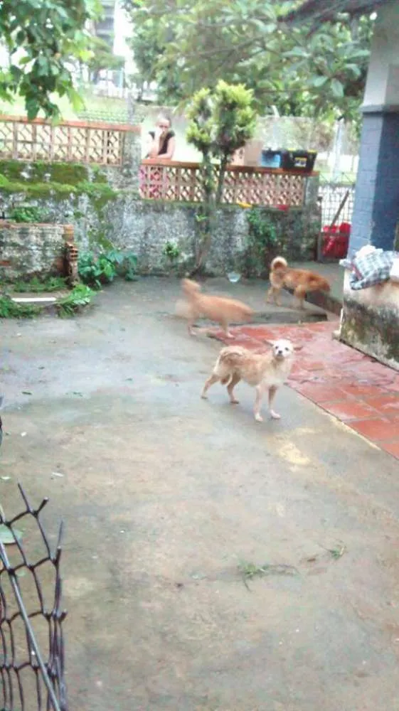 Cachorro ra a  idade  nome Casa dos horrores -