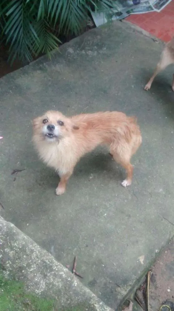 Cachorro ra a  idade  nome Casa dos horrores -