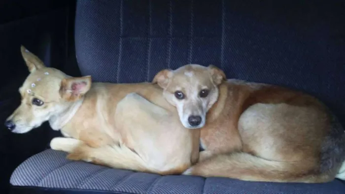 Cachorro ra a  idade  nome Casa dos horrores -