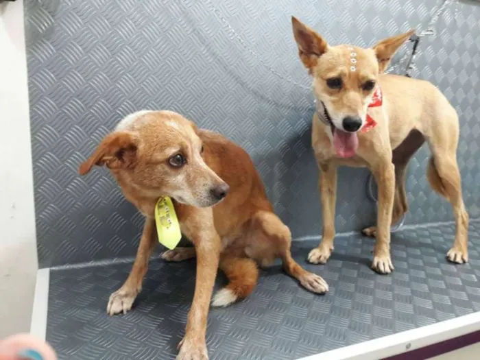 Cachorro ra a  idade  nome Casa dos horrores -