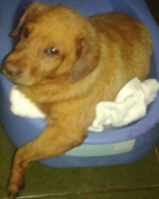 Cachorro ra a  idade  nome Casa dos horrores -