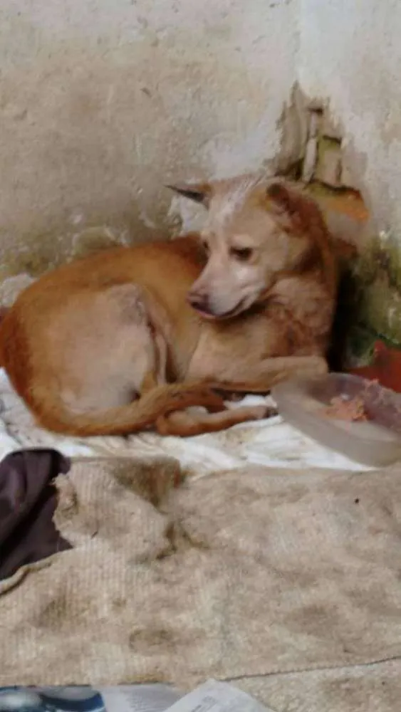Cachorro ra a  idade  nome Casa dos horrores -