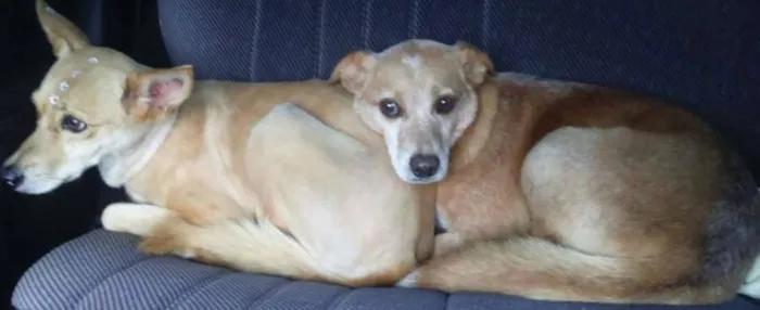 Cachorro ra a  idade  nome Casa dos horrores -