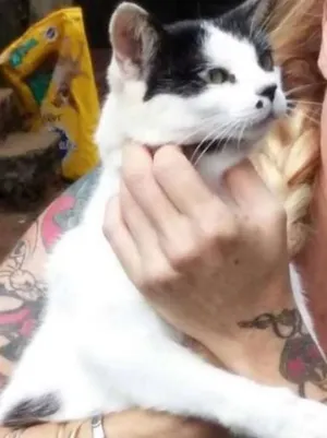 Gato raça  idade  nome Casa dos horrores -