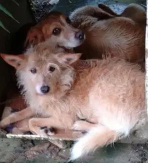 Cachorro raça  idade  nome Casa dos horrores -