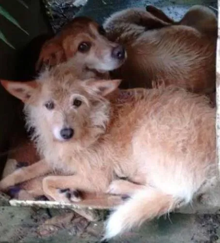 Cachorro ra a  idade  nome Casa dos horrores -