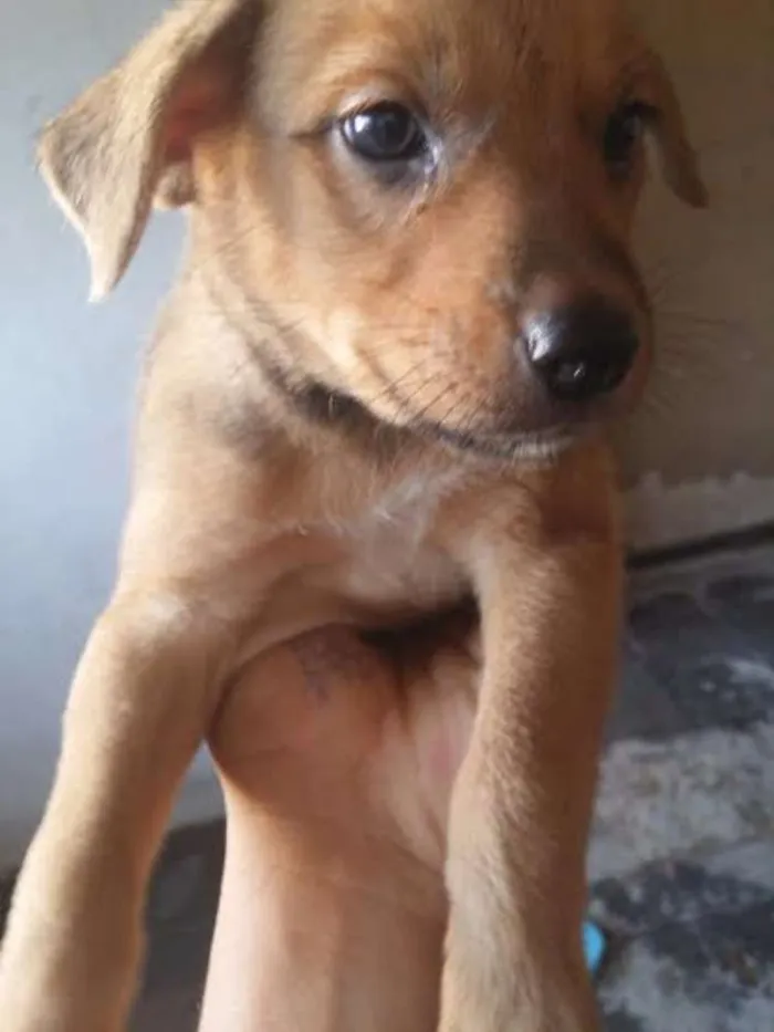 Cachorro ra a vira-lata idade Abaixo de 2 meses nome sem nome