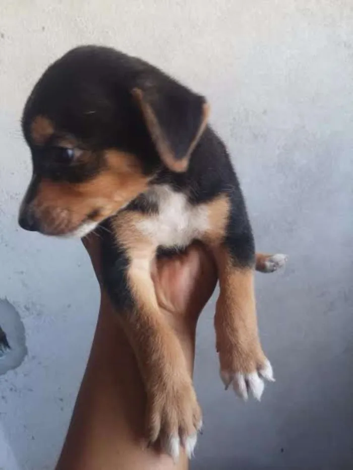 Cachorro ra a vira-lata idade Abaixo de 2 meses nome sem nome