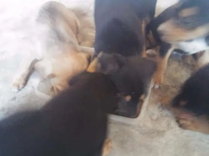 Cachorro ra a vira-lata idade Abaixo de 2 meses nome sem nome