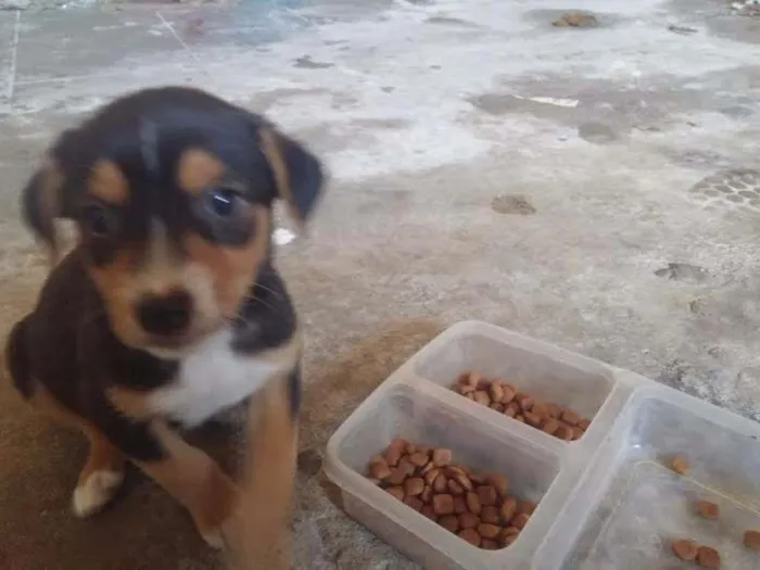 Cachorro ra a vira-lata idade Abaixo de 2 meses nome sem nome