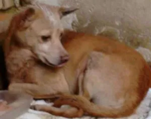 Cachorro raça  idade  nome Casa dos horrores -