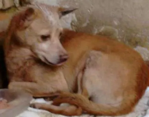 Cachorro ra a  idade  nome Casa dos horrores -
