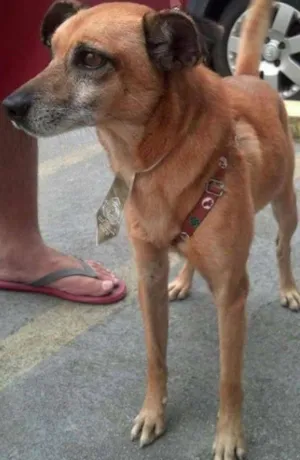 Cachorro raça  idade  nome Casa dos horrores -