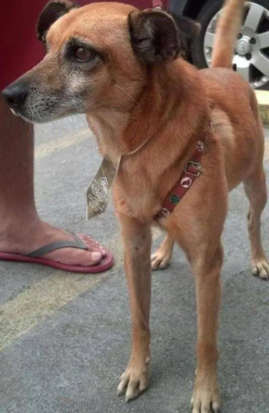 Cachorro ra a  idade  nome Casa dos horrores -