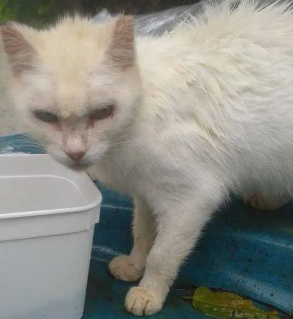 Gato ra a  idade  nome Casa dos horrores -