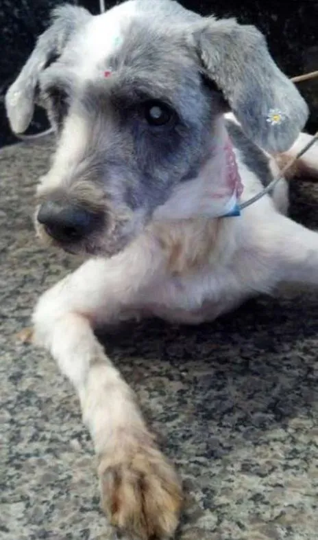 Cachorro ra a  idade  nome Casa dos horrores -