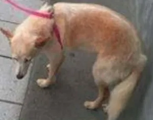 Cachorro raça  idade  nome Casa dos horrores -