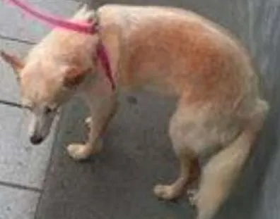 Cachorro ra a  idade  nome Casa dos horrores -