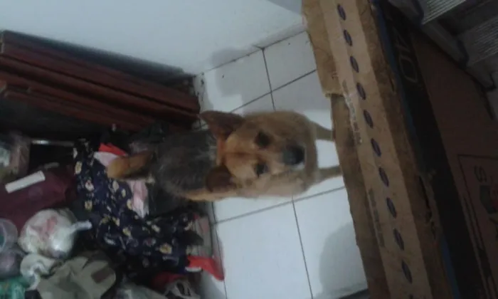 Cachorro raça Sem raça definida  idade 6 ou mais anos nome Não sei