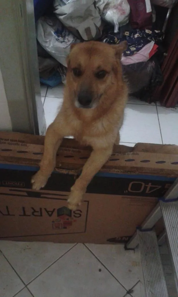 Cachorro raça Sem raça definida  idade 6 ou mais anos nome Não sei