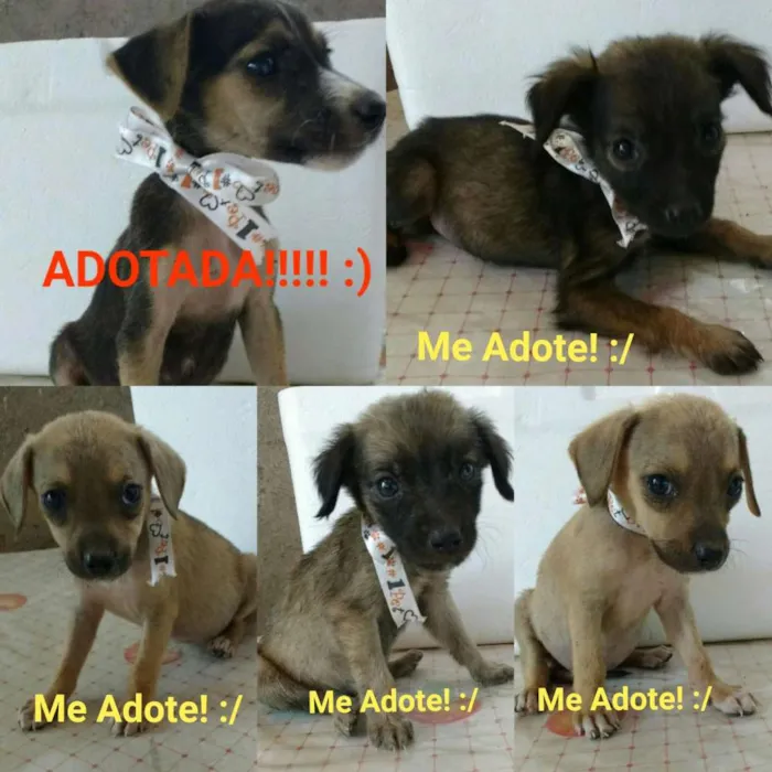 Cachorro ra a Vira lata idade Abaixo de 2 meses nome Sem nome
