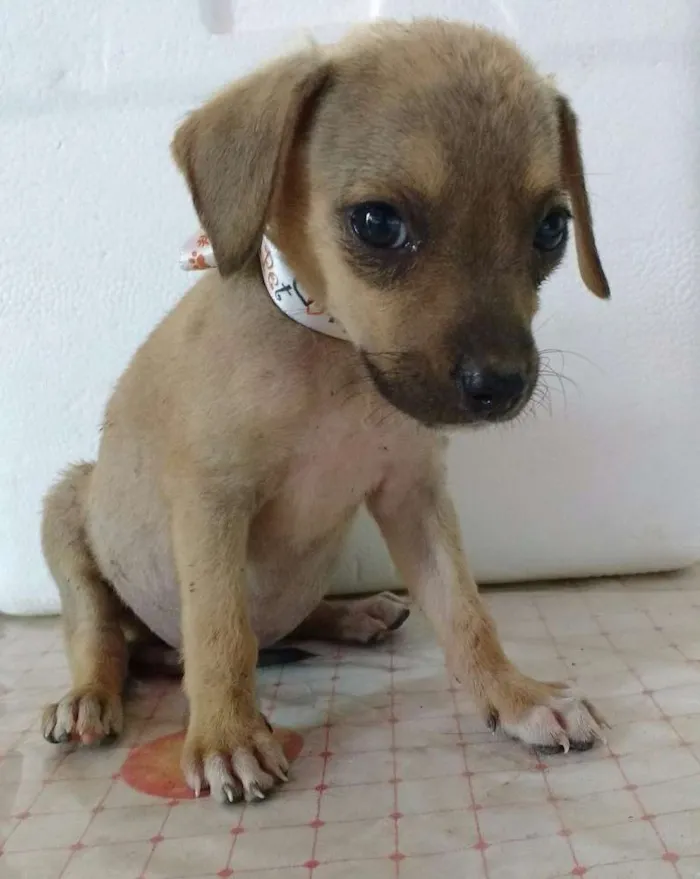 Cachorro ra a Vira lata idade Abaixo de 2 meses nome Sem nome