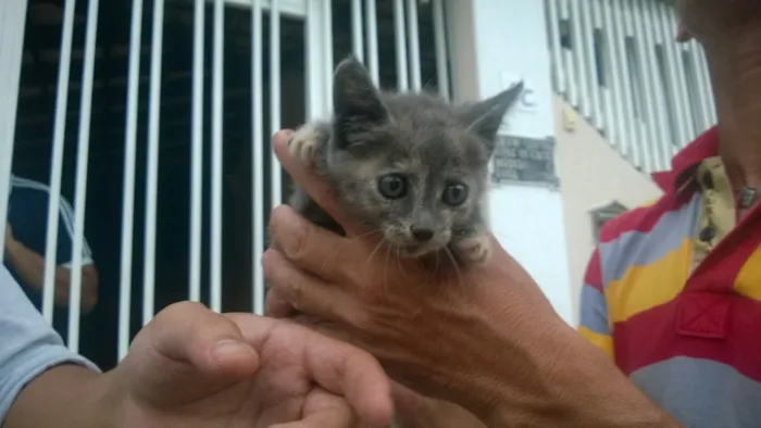 Gato raça SRD idade Abaixo de 2 meses nome PIRATINHA