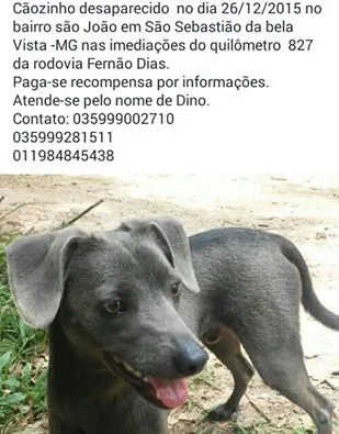 Cachorro ra a sem raça definida idade 4 anos nome dino