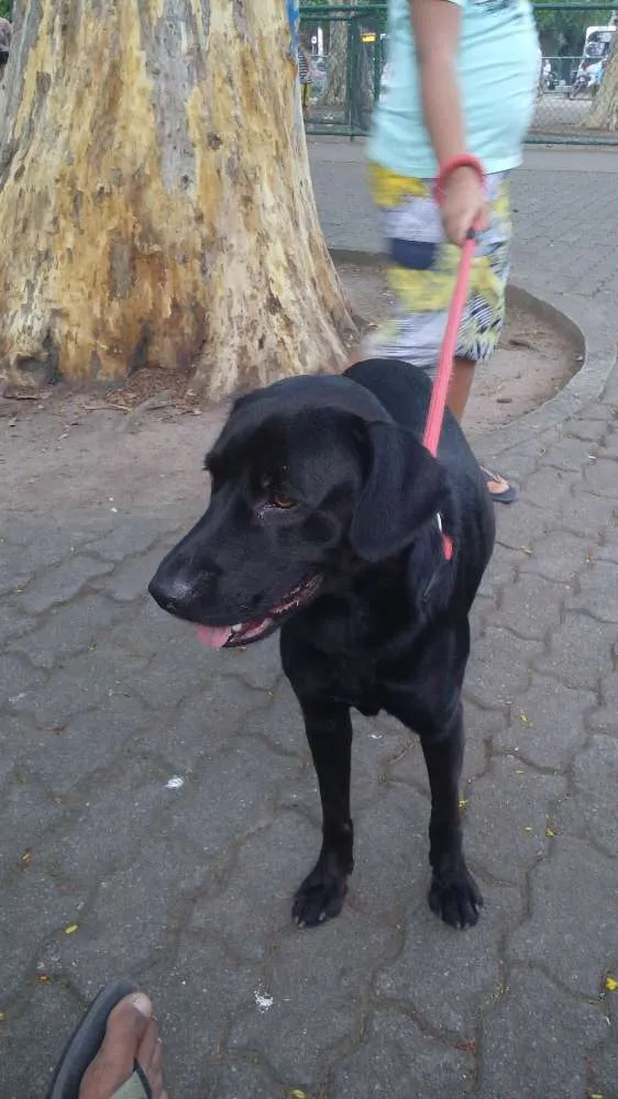 Cachorro ra a mestiço de labrador idade 1 ano nome Marley