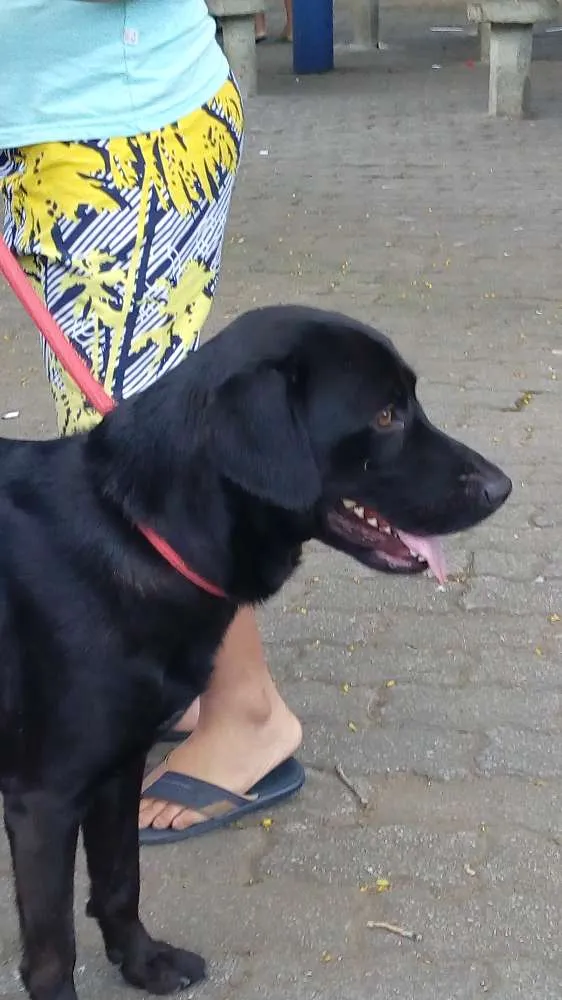 Cachorro ra a mestiço de labrador idade 1 ano nome Marley