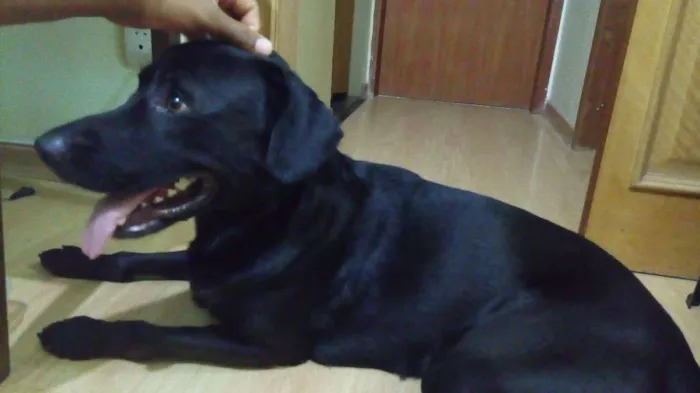 Cachorro ra a mestiço de labrador idade 1 ano nome Marley