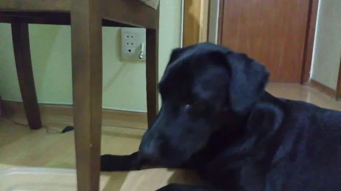 Cachorro ra a mestiço de labrador idade 1 ano nome Marley