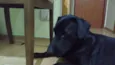 Marley