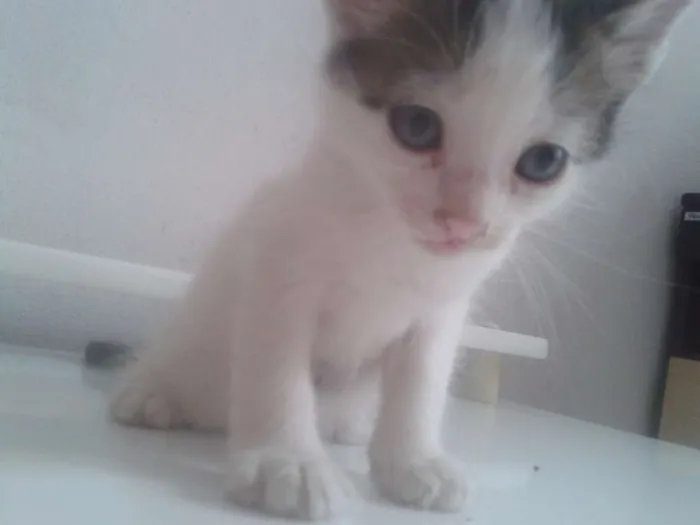 Gato raça  idade 2 a 6 meses nome Dory 