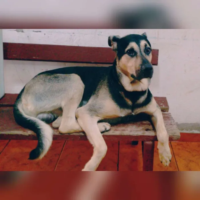 Cachorro ra a Vira-lata idade 2 anos nome Pumba