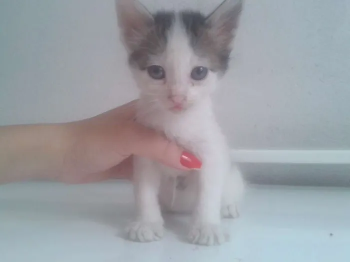 Gato raça  idade 2 a 6 meses nome Dory 