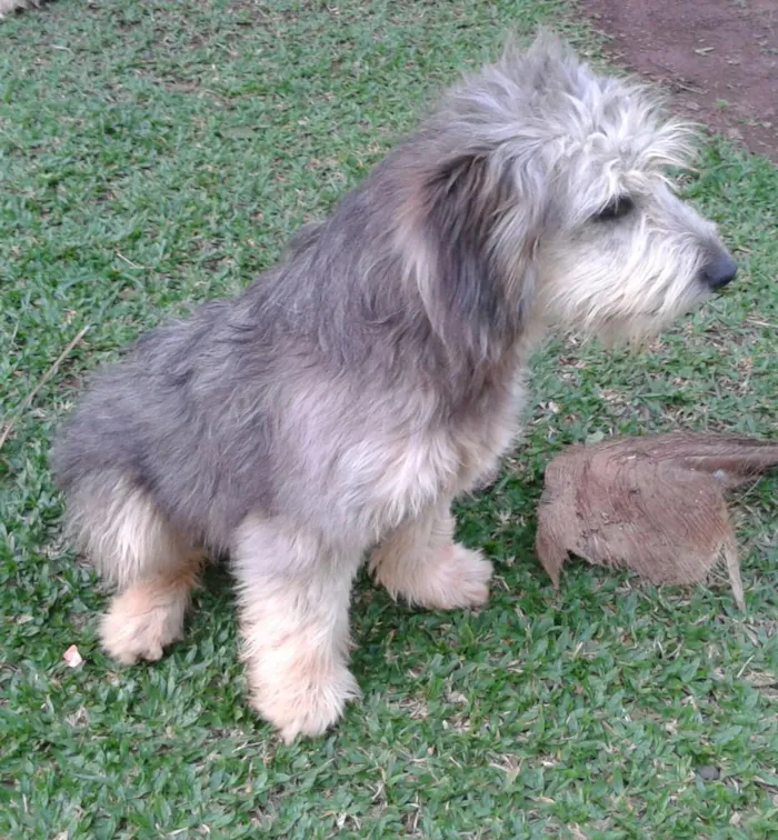 Cachorro raça  idade 1 ano nome Paçoca