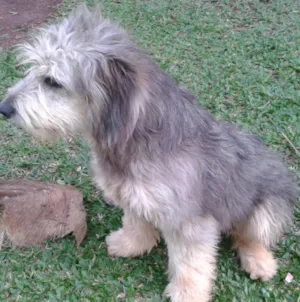 Cachorro raça  idade 1 ano nome Paçoca