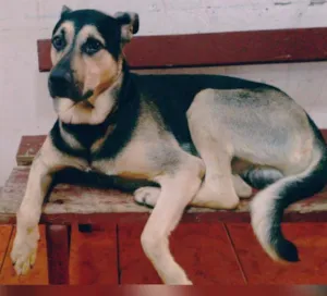 Cachorro raça Vira-lata idade 2 anos nome Pumba