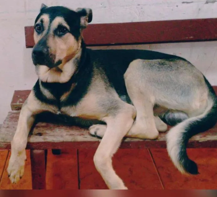 Cachorro ra a Vira-lata idade 2 anos nome Pumba