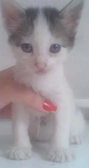 Gato raça  idade 2 a 6 meses nome Dory 