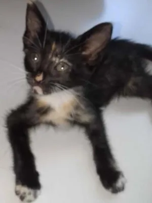 Gato raça  idade Abaixo de 2 meses nome n tem