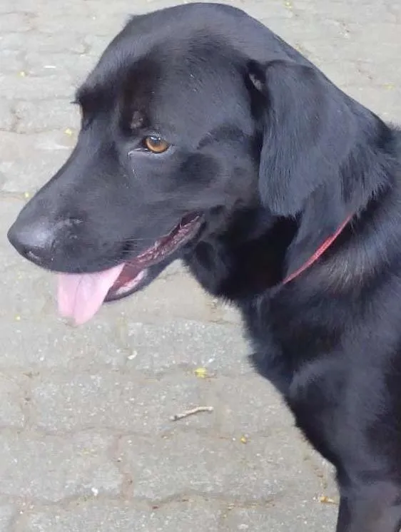 Cachorro ra a mestiço de labrador idade 1 ano nome Marley