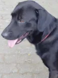 Marley